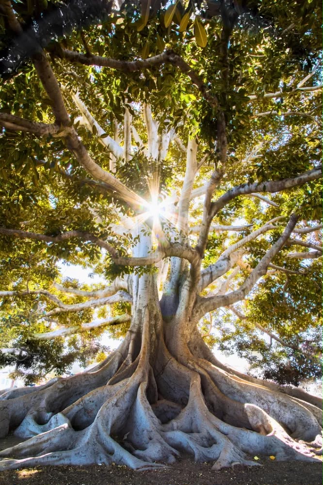 Figueira centenária com o sol atravessando os galhos